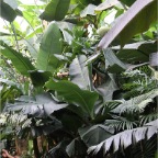 Bannanen Pflanzen